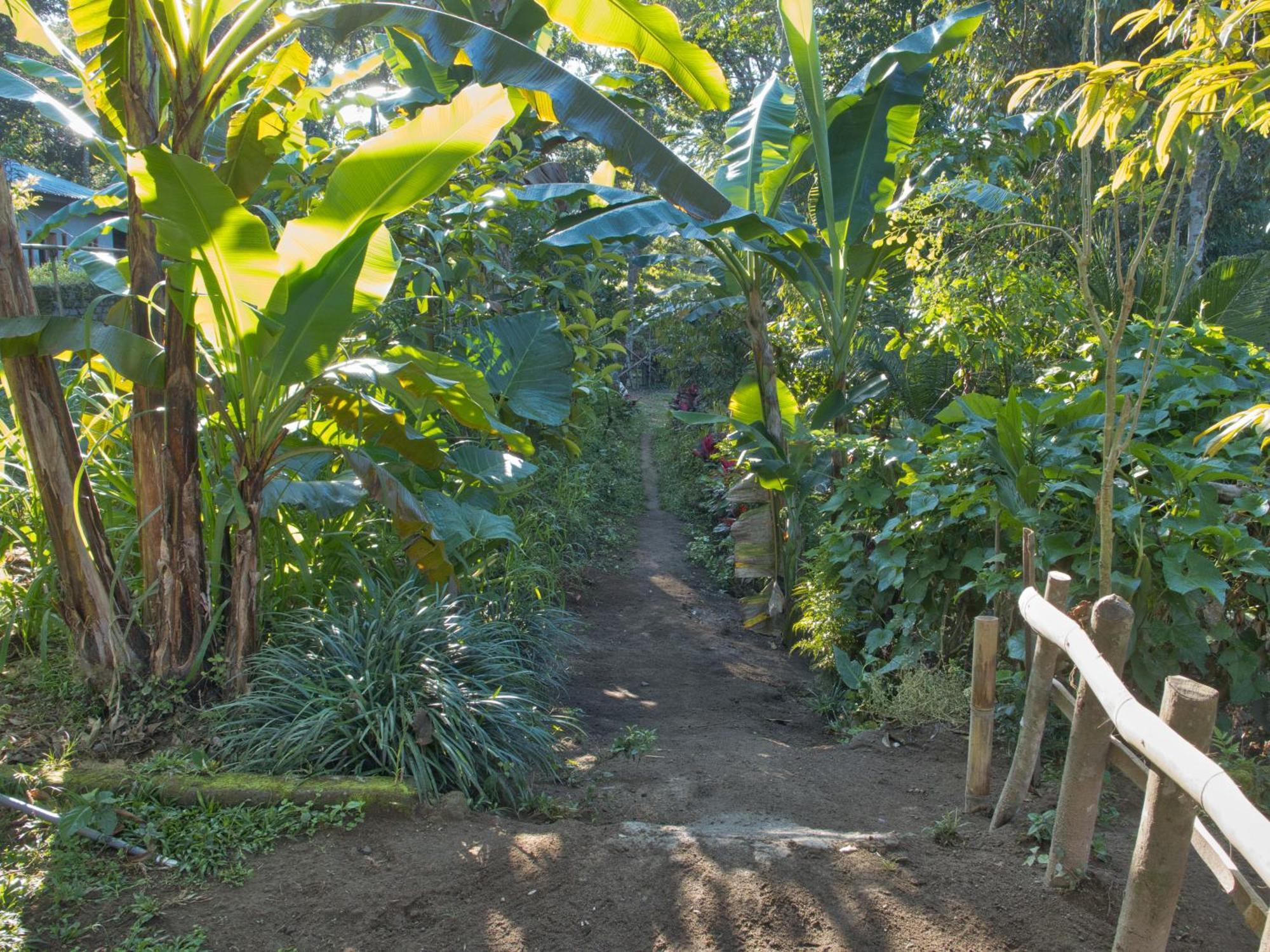 Tereng Wilis Jungle Inn Tetebatu Exterior foto