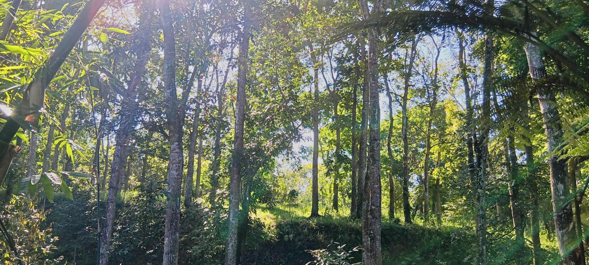 Tereng Wilis Jungle Inn Tetebatu Exterior foto